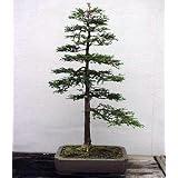 Coast Redwood Tree 50 Seeds-World's Tallest Tree-Bonsai - FREE SHIPPING ON ADDITIONAL HIRTS SEEDS ORDERED & PAID WITH ONE PAYMENT!