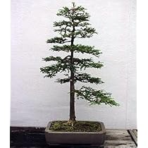 Coast Redwood Tree 50 Seeds-World's Tallest Tree-Bonsai