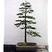 Coast Redwood Tree 50 Seeds-World's Tallest Tree-Bonsai