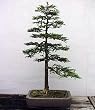 Coast Redwood Tree 50 Seeds-World's Tallest Tree-Bonsai