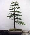 Coast Redwood Tree 50 Seeds-World`s Tallest Tree-Bonsai