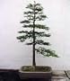 Coast Redwood Tree 50 Seeds-World's Tallest Tree-Bonsai