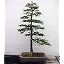 Coast Redwood Tree 50 Seeds-World's Tallest Tree-Bonsai