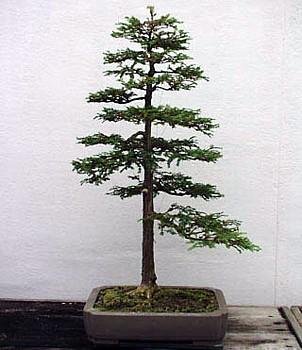 Coast Redwood Tree 50 Seeds-World's Tallest Tree-Bonsai