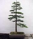 Coast Redwood Tree 50 Seeds-World's Tallest Tree-Bonsai