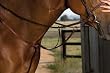 Kincade Flat Breastplate Running