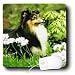   - Dogs Sheltie/Shetland Sheepdog - Sheltie - Mouse Pads