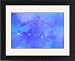 Framed Prints of Delphinium closeup from Danita Delimont