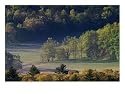 Aerial View of Forest in Cades Cove, Great Smoky Mountains National Park, Tennessee, USA Photographic Poster Print by Adam Jones, 16x12