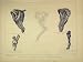 C1840 Horse Anatomy Muscles Arteries Bones Hind Leg
