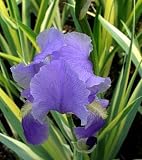 Gold Zebra Iris Plant - Iris p. Aureovariegata - Potted