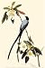 Fork-Tailed Flycatcher - Movie Poster / Print -- Custom Framing Available