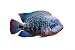 Wallmonkeys Peel and Stick Wall Decals - Colorful Tropical Zonata Cichlid Fish - Removable Graphic
