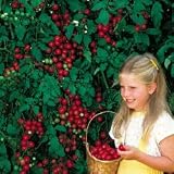 Tomato Seeds - Tomato Sweet Million Hybrid