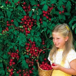 Tomato Seeds - Tomato Sweet Million Hybrid