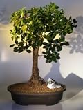 Bonsai Boy's Green Emerald Ficus Bonsai Tree<br><i>(ficus microcarpa)</i>