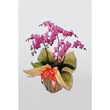 ミディ胡蝶蘭鉢植え(3本立ち) ピンク