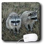 Wild animals - Two Raccoons - Mouse Pads