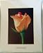 Anne Geddes Print Baby in a Rose