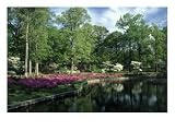 Azaleas at Bryan Park, Richmond VA Art Photographic Poster Print by Everett Johnson, 16x12