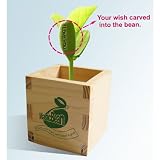 Magic Bean - I love You