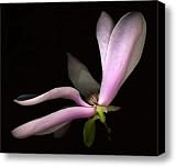Jane Magnolia Canvas Print / Canvas Art - Artist Tamara Stoneburner
