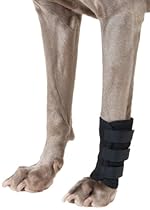 Back on Track 7-Inch by 5.5-Inch Therapeutic Dog Front Leg Wrap with 3 Adjustable Velcro Straps, Large
