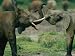 African Forest Elephants Entwine Their Trunks Photographic Poster Print, 24x18