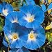 Morn.Glory Heavenly