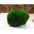 Moss Ball