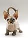 devon rex - Domestic Cat, Tortoiseshell Devon Si-Rex Kitten Photographic Poster Print by Jane Burton, 12x16