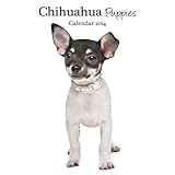 Chihuahua Puppies 2014  Wall Calendar