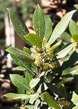 Bay Laurel Herb 5 Seeds - Laurus nobilis