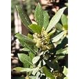 Bay Laurel Herb 5 Seeds - Laurus nobilis