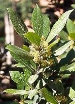 Bay Laurel Herb 5 Seeds - Laurus nobilis