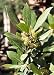 Bay Laurel Herb 5 Seeds