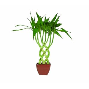 Click here to buy Brussel's Lucky Bamboo - Braided 4 Pieces.