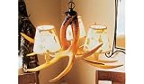 Whitetail Antler Ozark Chandelier