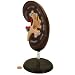 Kidney Model