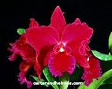 Slc. Vallezac 'Evelyn' AM/AOS (photo) X Blc. Oconee 'Mendenhall' AM/AOS