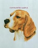 Beagle - Portrait by Cindy Farmer