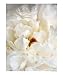 Chrysanthemum Still Life Photographic Poster Print by Bruce Rolff, 16x20