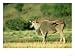 Giant Eland, Taurotragus Derbianus Masai Mara Game Reserve, Kenya Photographic Poster...