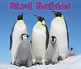 Bird babies