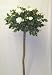 Artificial Rose Lady Ball Tree - 2 For - Real Wood Stem