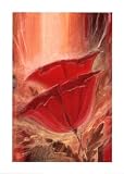 Mystic Poppy, Fine Art Print by Peter Schuin, 19.75x27.5