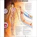 Deep Vein Thrombosis Anatomical Chart Unmounted
