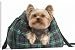 Canvas Prints of Yorkshire Terrier Dog from Ardea Wildlife Pets
