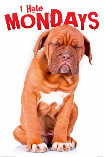 Empire 409249 Hunde - Ich hasse Montage Poster - 61 x 91.5 cm