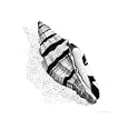 Black & White Sea Shell Still Life Giclee Poster Print by Darren C Sturgis, 16x20